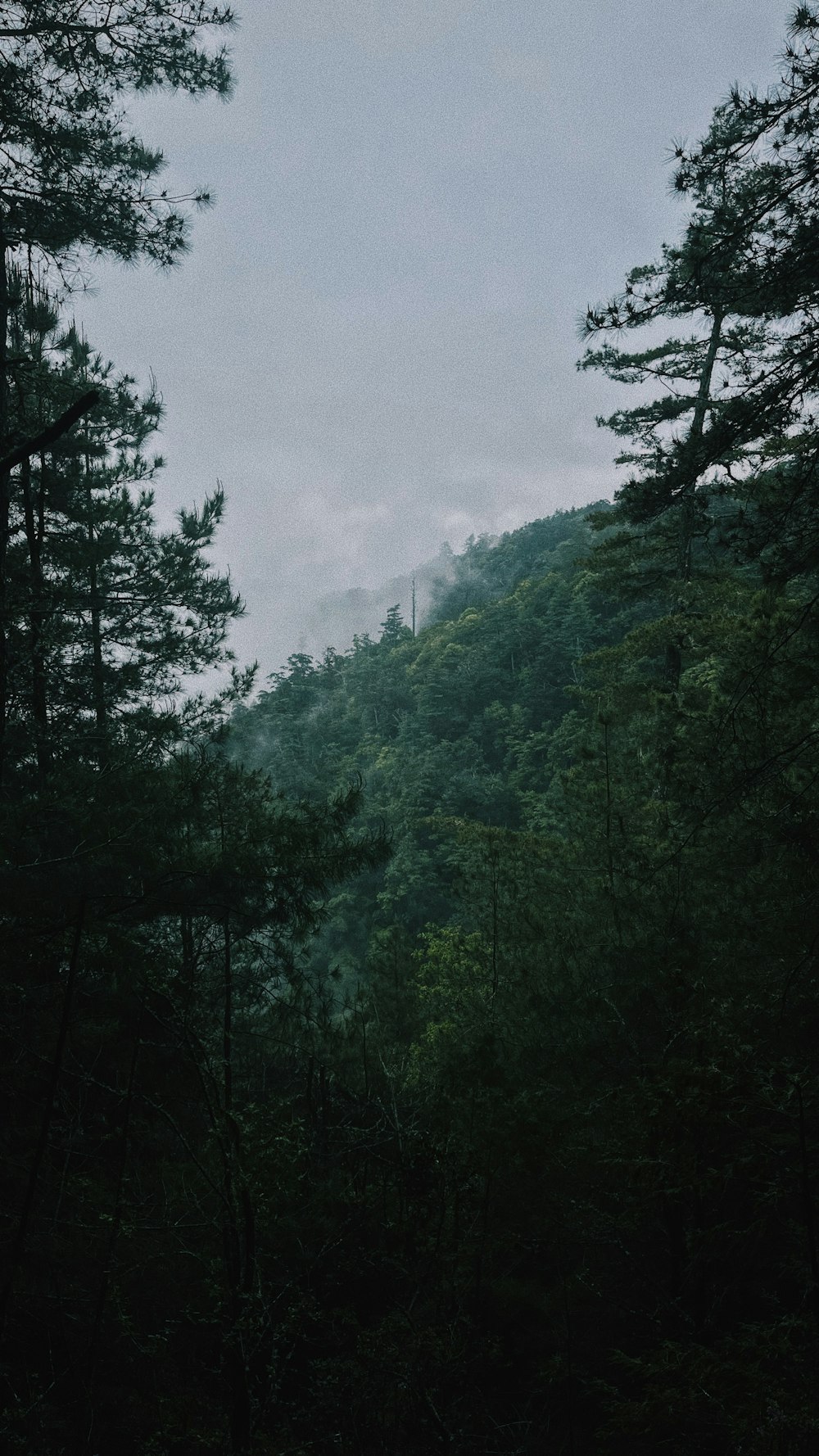 a forest filled with lots of green trees