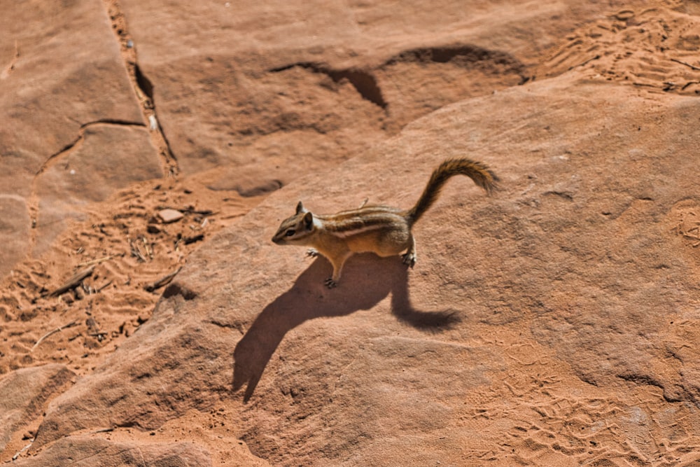 um pequeno animal em pé em cima de uma rocha