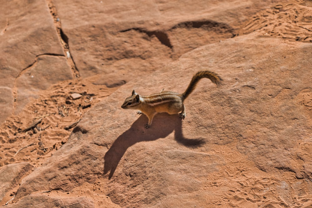 a small animal standing on top of a rock