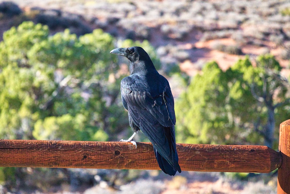 a black bird sitting on top of a wooden rail