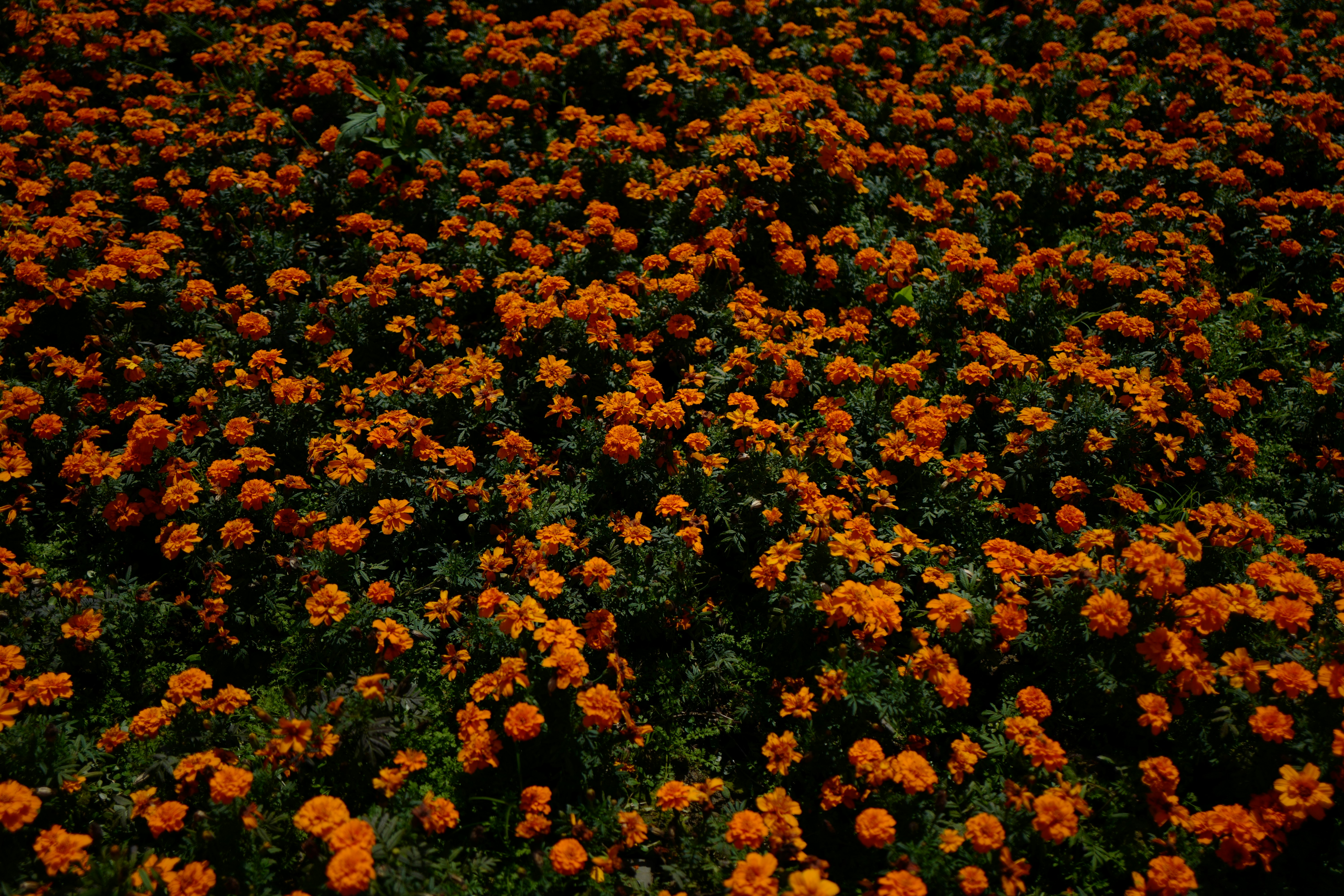 a large field of orange flowers with green leaves
