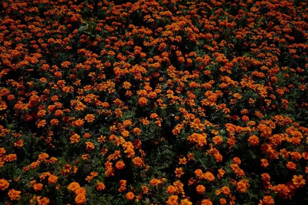 a large field of orange flowers with green leaves