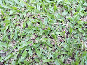Close-up of a gardener examining a patchy lawn in a sunny Plovdiv garden.