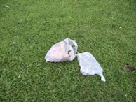 A green grassy field with two plastic bags placed on the ground. The bags appear to contain some sort of items, possibly trash or leftover food. The setting is outdoors, and the grass appears freshly mowed.
