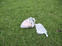 A green grassy field with two plastic bags placed on the ground. The bags appear to contain some sort of items, possibly trash or leftover food. The setting is outdoors, and the grass appears freshly mowed.