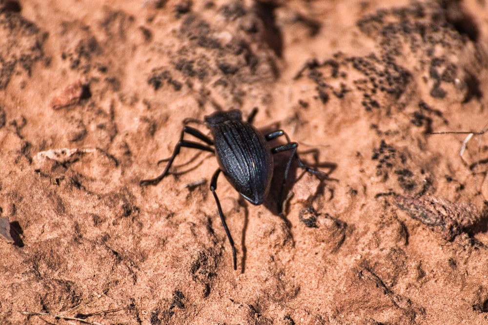 a black bug sitting on top of a sandy ground