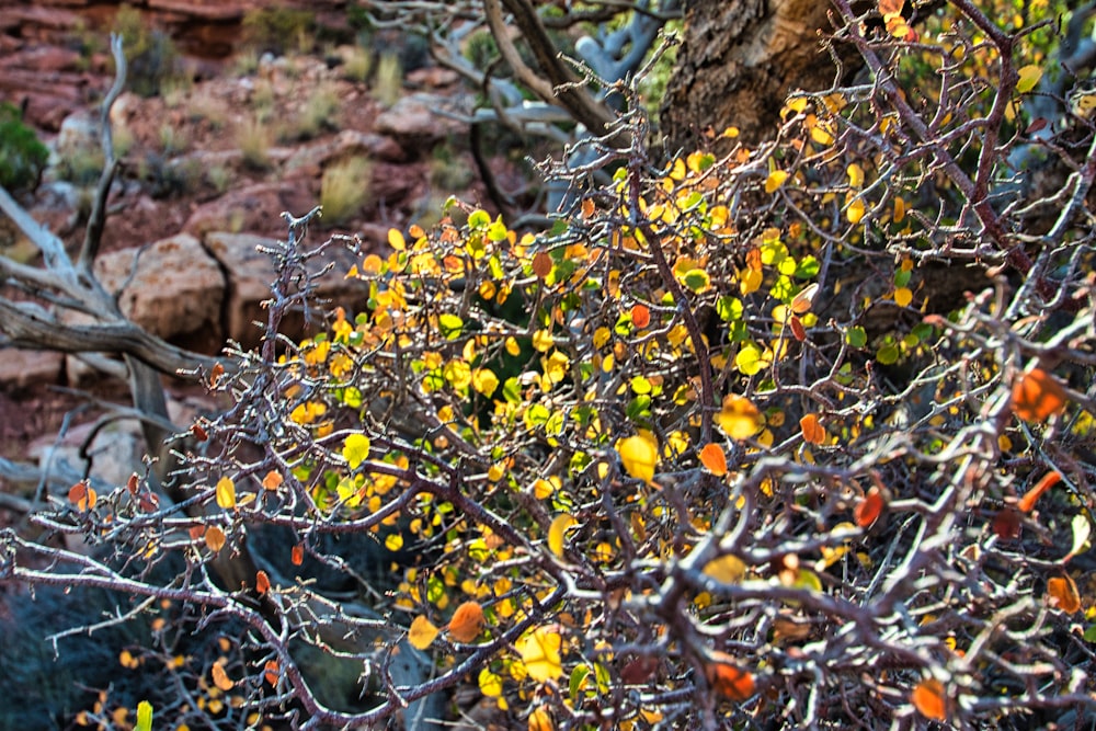 a bush with yellow and orange flowers in the desert