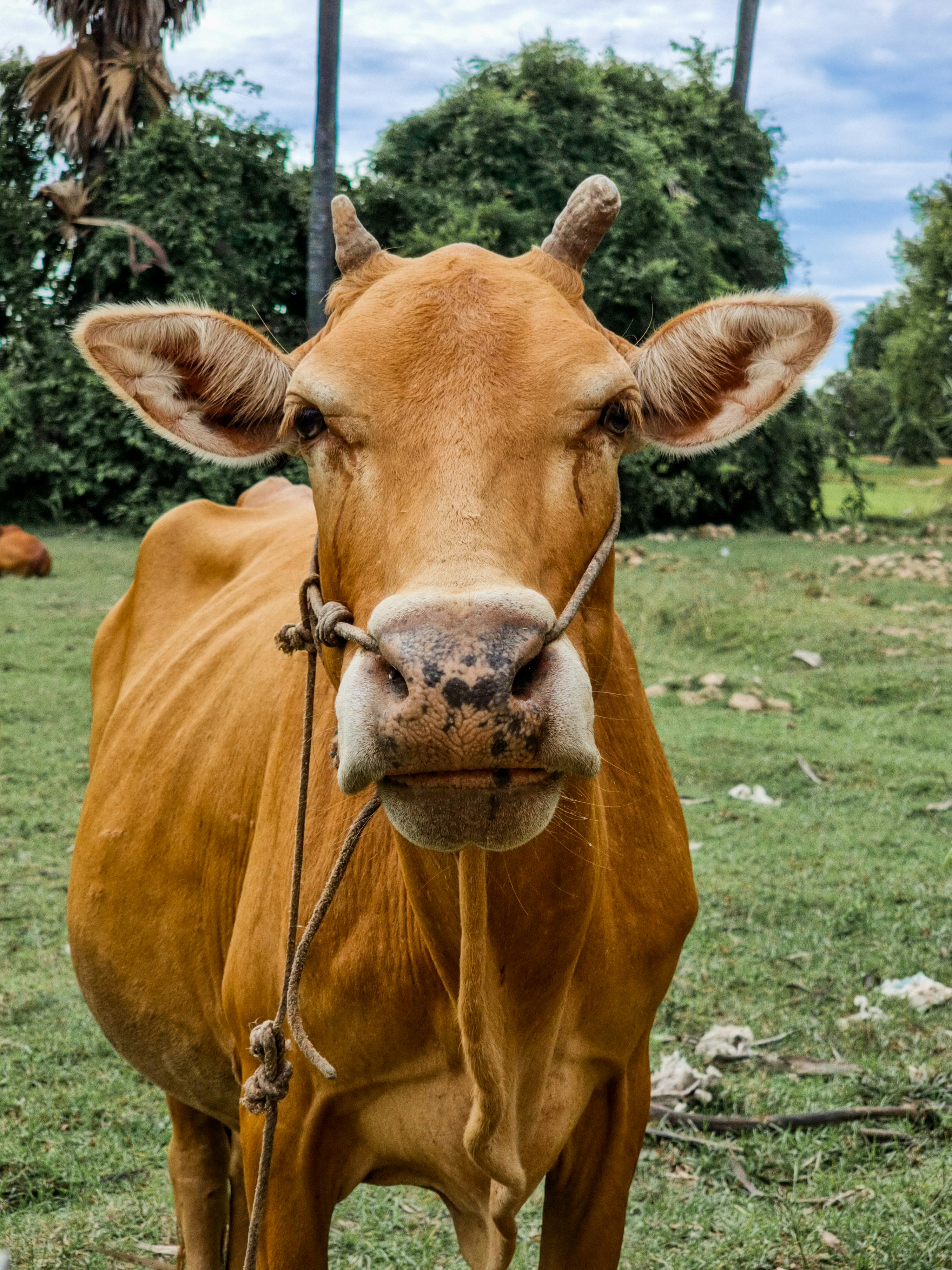 Photo by thoeunratana