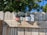 Several containers of CBD products are displayed on a wooden fence. The collection includes gummy jars, oil bottles, and boxes with labels. The background features trees and a clear blue sky.