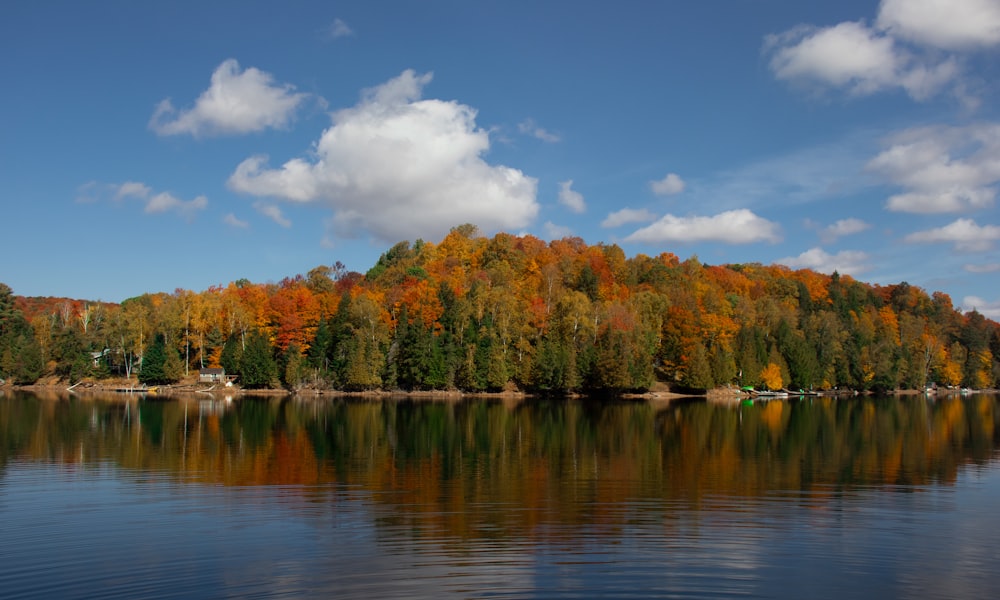 a body of water surrounded by lots of trees