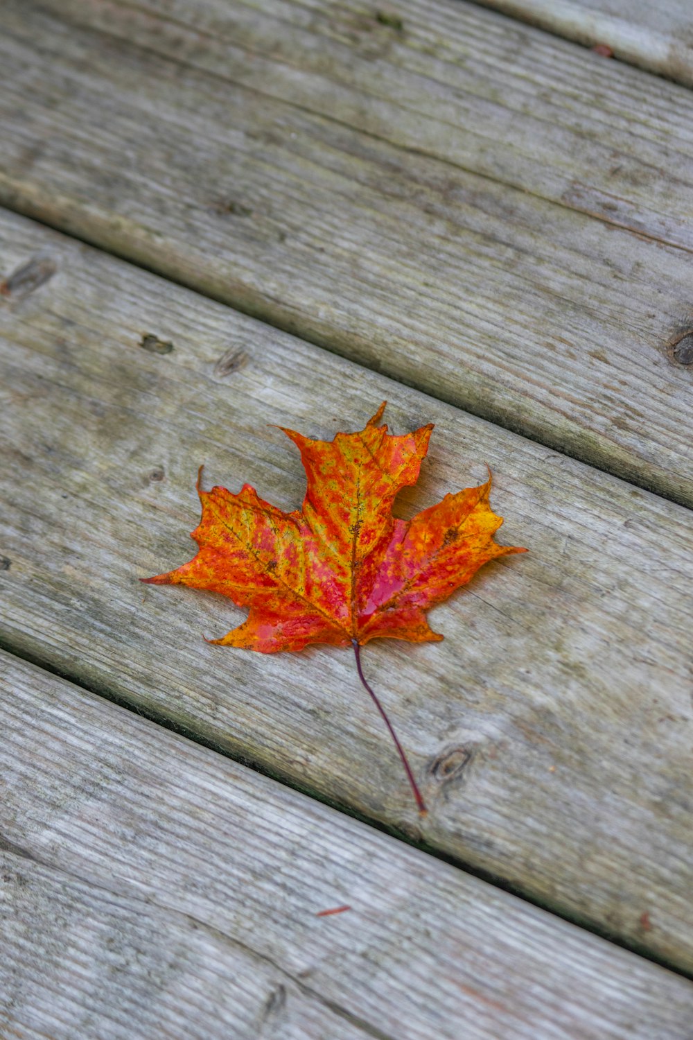 une seule feuille posée sur un banc en bois