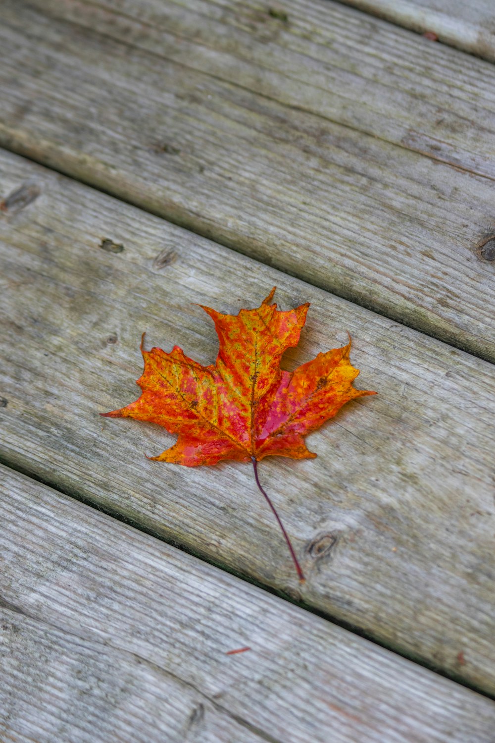 a single leaf laying on a wooden bench