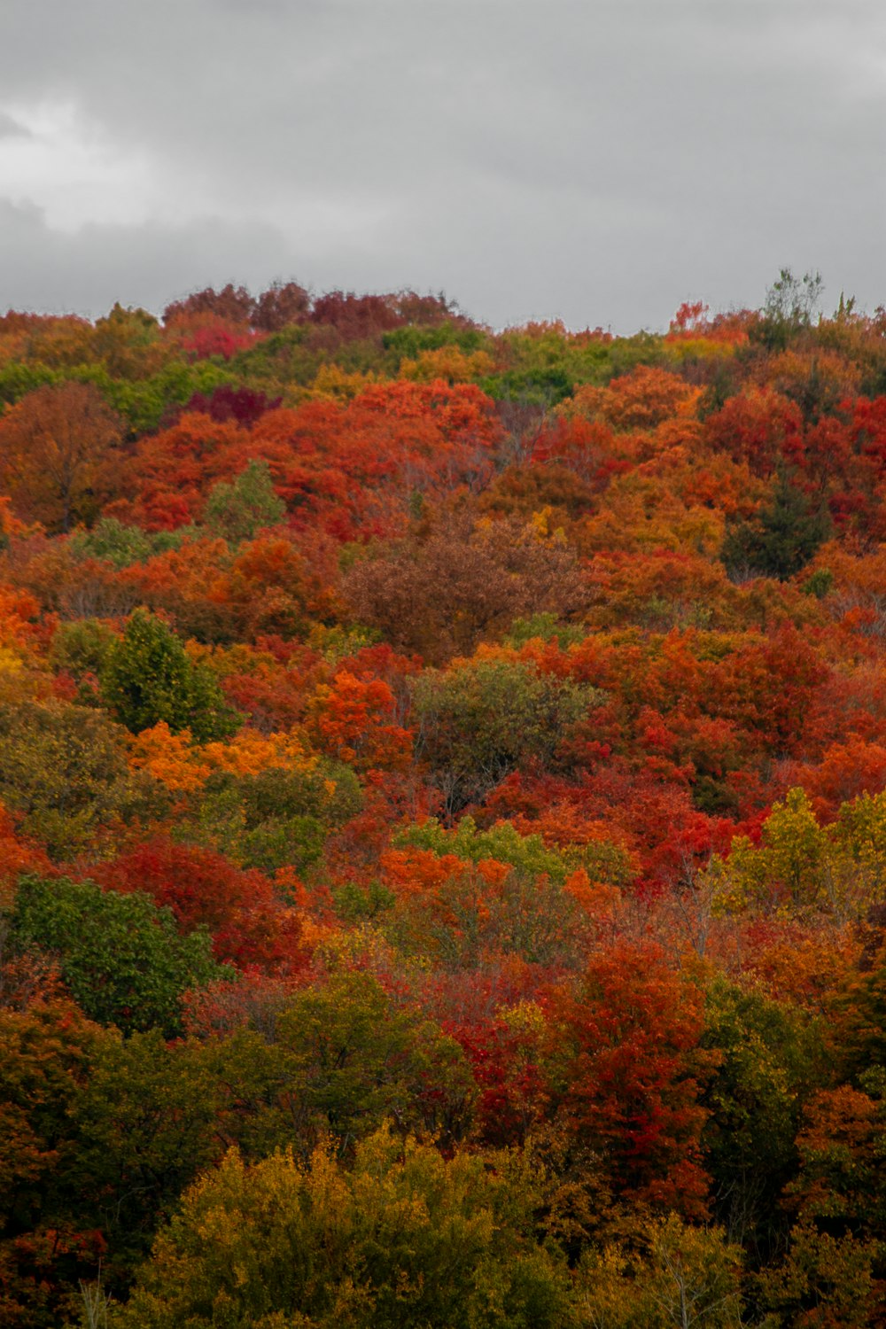 Une colline couverte de nombreux arbres colorés