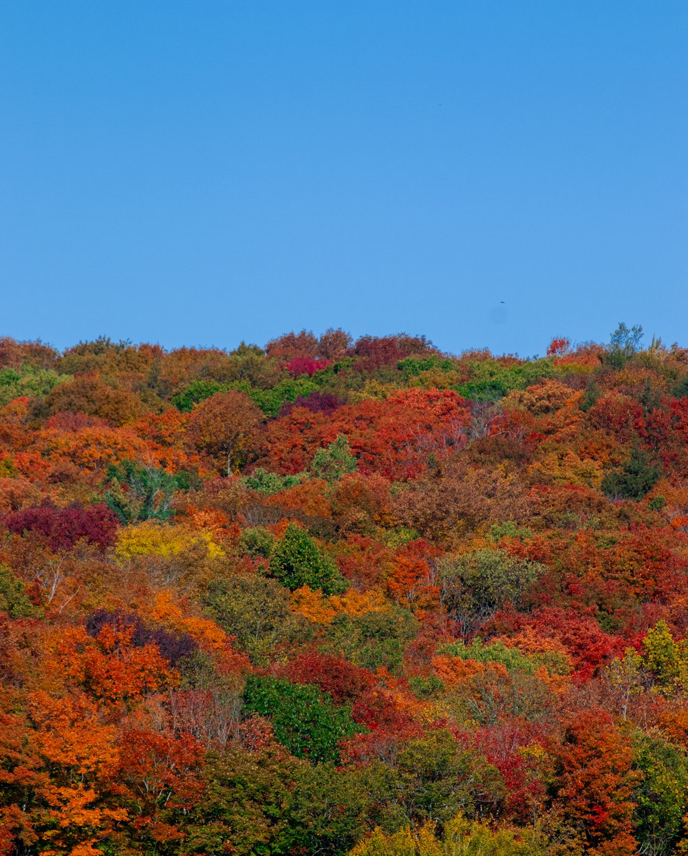 Une colline couverte de nombreux arbres colorés