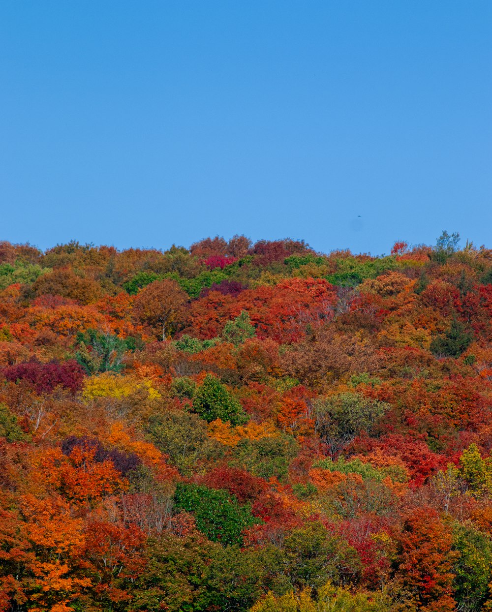 a hillside covered in lots of colorful trees