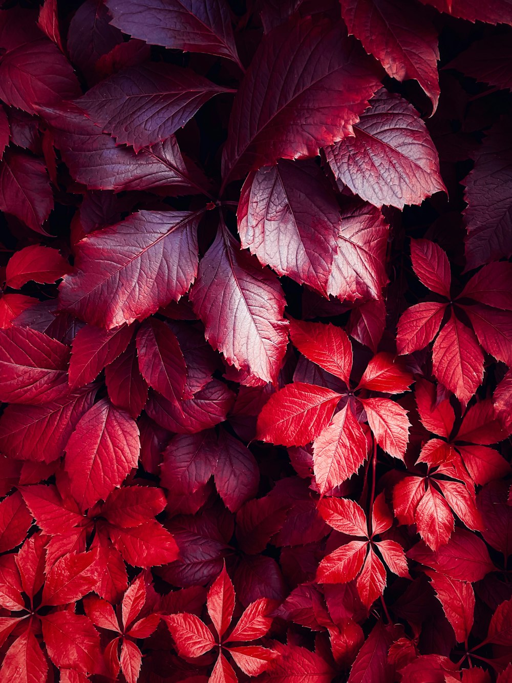a close up of a bunch of red leaves