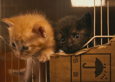 Two kittens peer curiously through a wire mesh. One is orange and the other is dark gray, both leaning against a piece of cardboard with an umbrella symbol. Their expressions are inquisitive, and they seem to be exploring their surroundings from within a cage or enclosure.