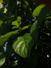 Close-up of rare tropical hoya leaves with vibrant green and olive hues under natural light.