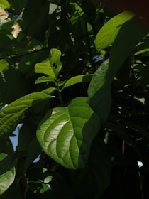 Close-up of rare tropical hoya leaves with vibrant green and olive hues under natural light.