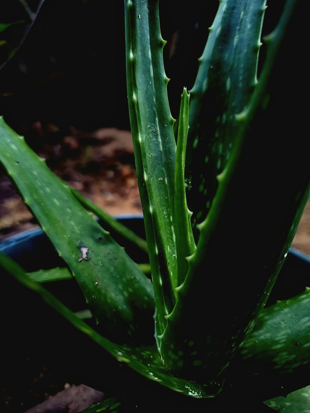 a close up of a plant with leaves