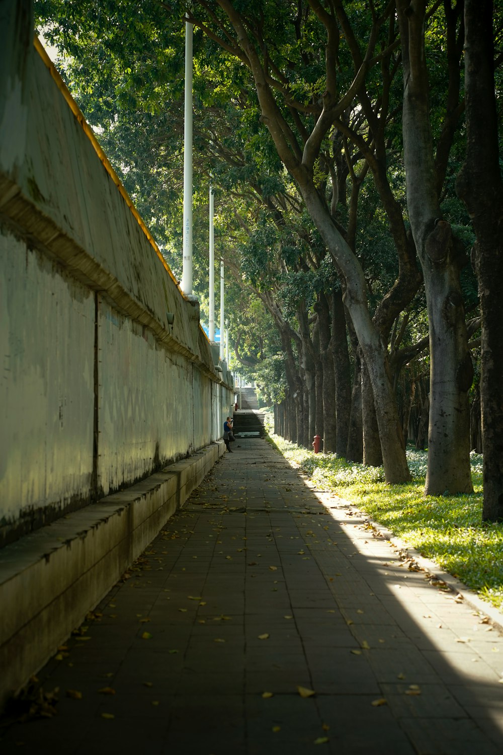 a row of trees line a sidewalk in a park