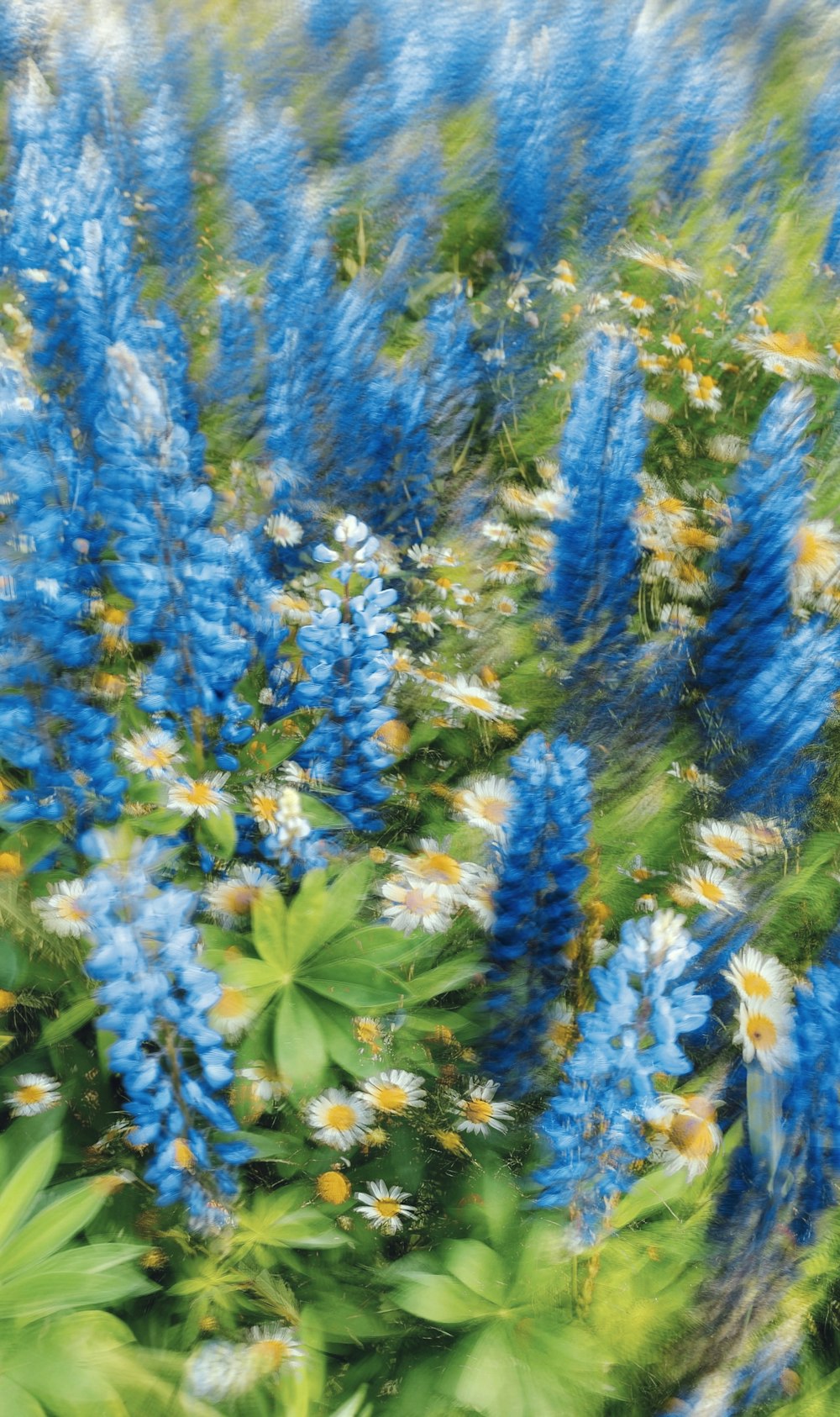 a bunch of blue and white flowers in a field