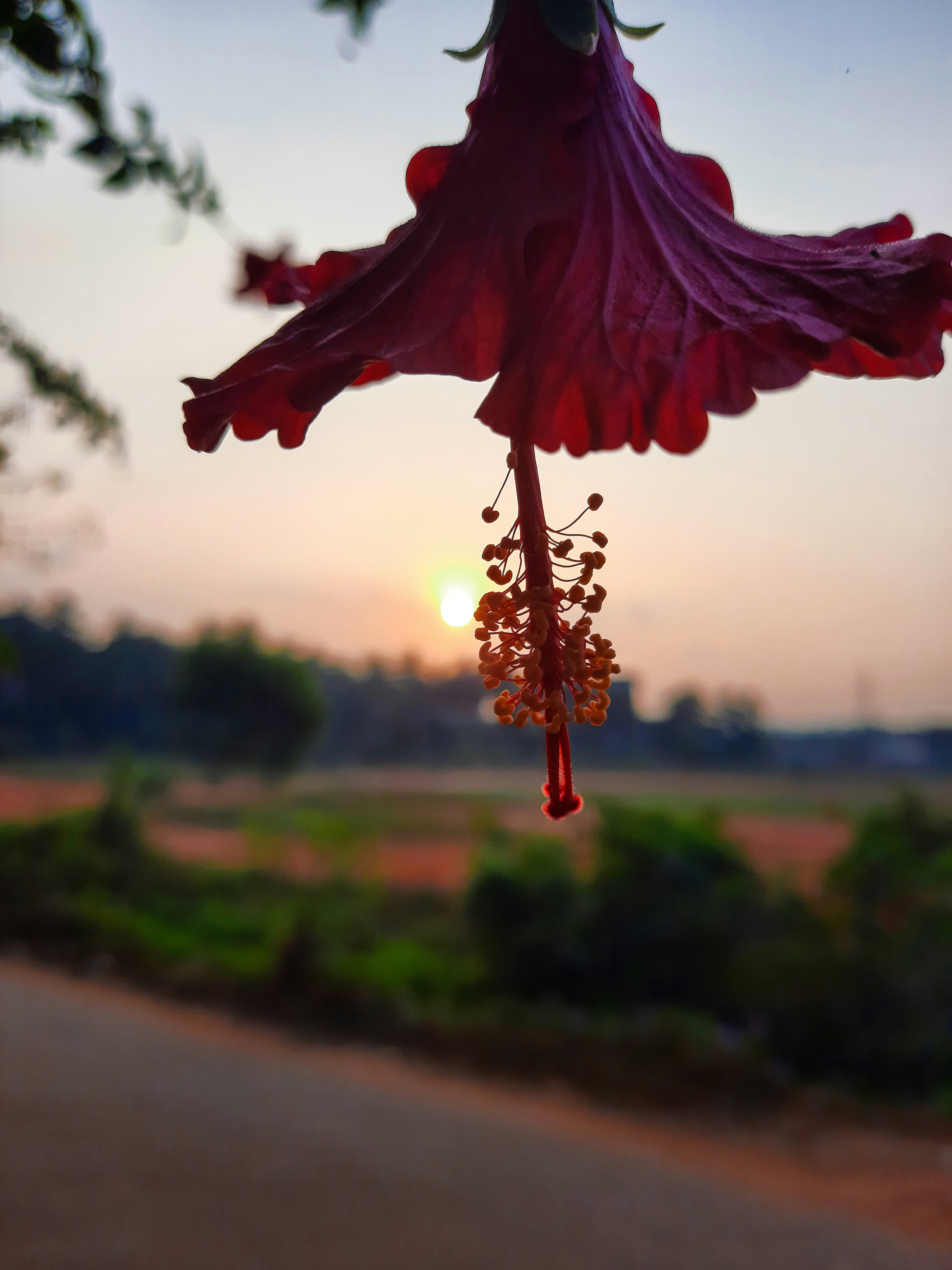 a flower hanging from a tree with the sun setting in the background
