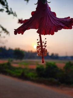 Sunset over Kenyan hills with hibiscus roselle flowers blooming in the foreground, symbolizing natural beauty.