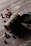 A biodegradable paper cup lies on its side on a rustic wooden surface, surrounded by scattered coffee beans. The cup has a dark label with white text and a partially visible logo. A black lid is placed near the cup.