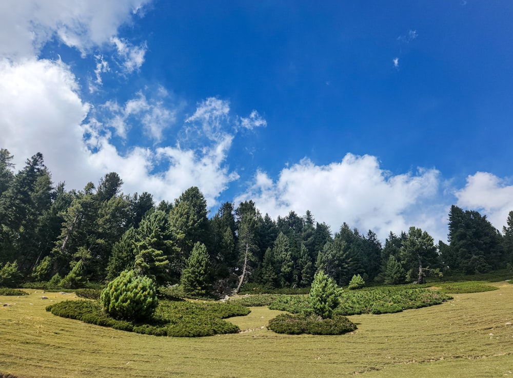 a grassy field with trees in the background