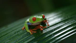 Close-up of a bright red frog perched on a lush green leaf in a rainforest.