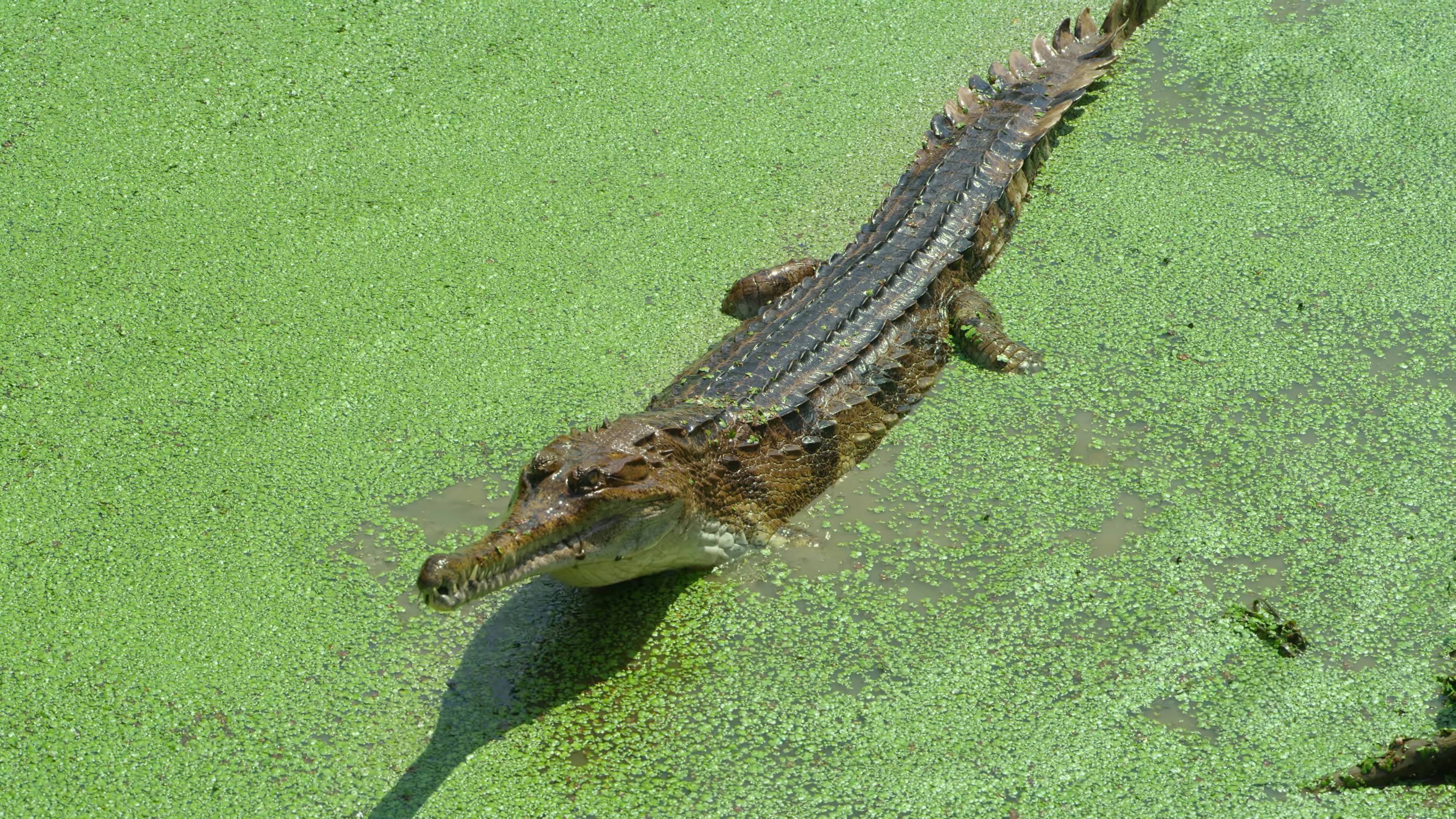a large alligator in a body of water