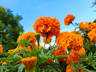 Marigolds 