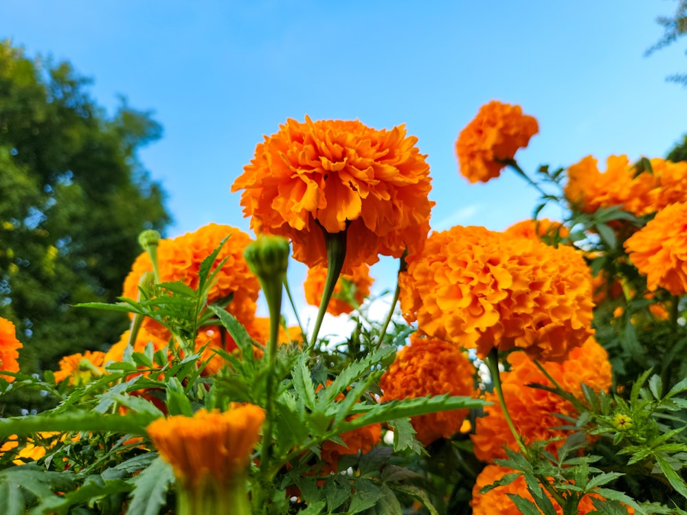 a field of orange flowers with trees in the background