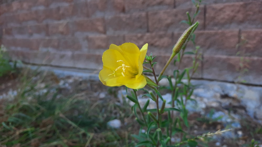 a single yellow flower in front of a brick wall