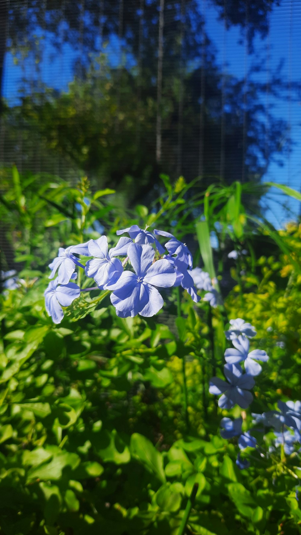 a bunch of blue flowers that are in the grass