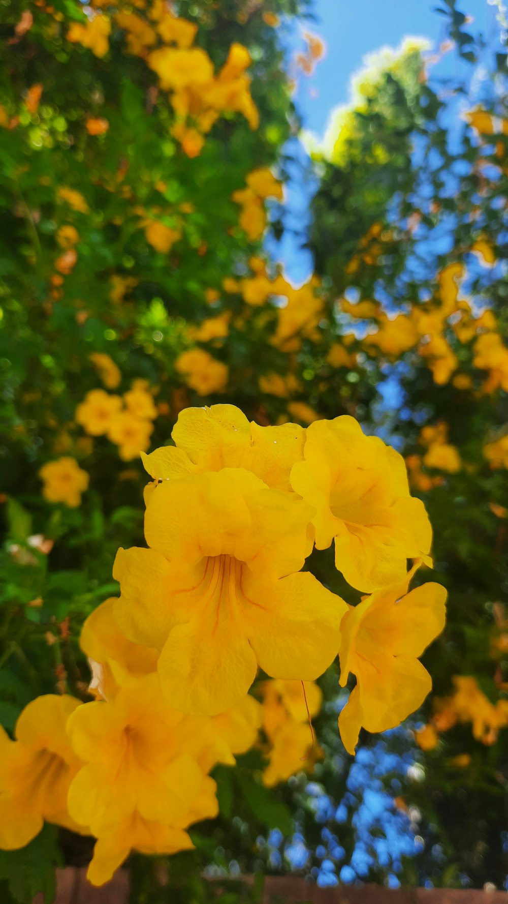 a bunch of yellow flowers in front of some trees