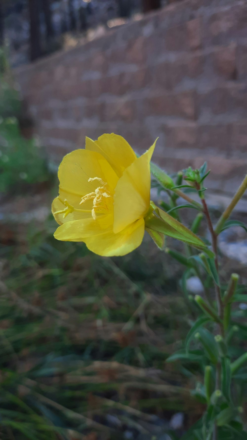a single yellow flower in front of a brick wall