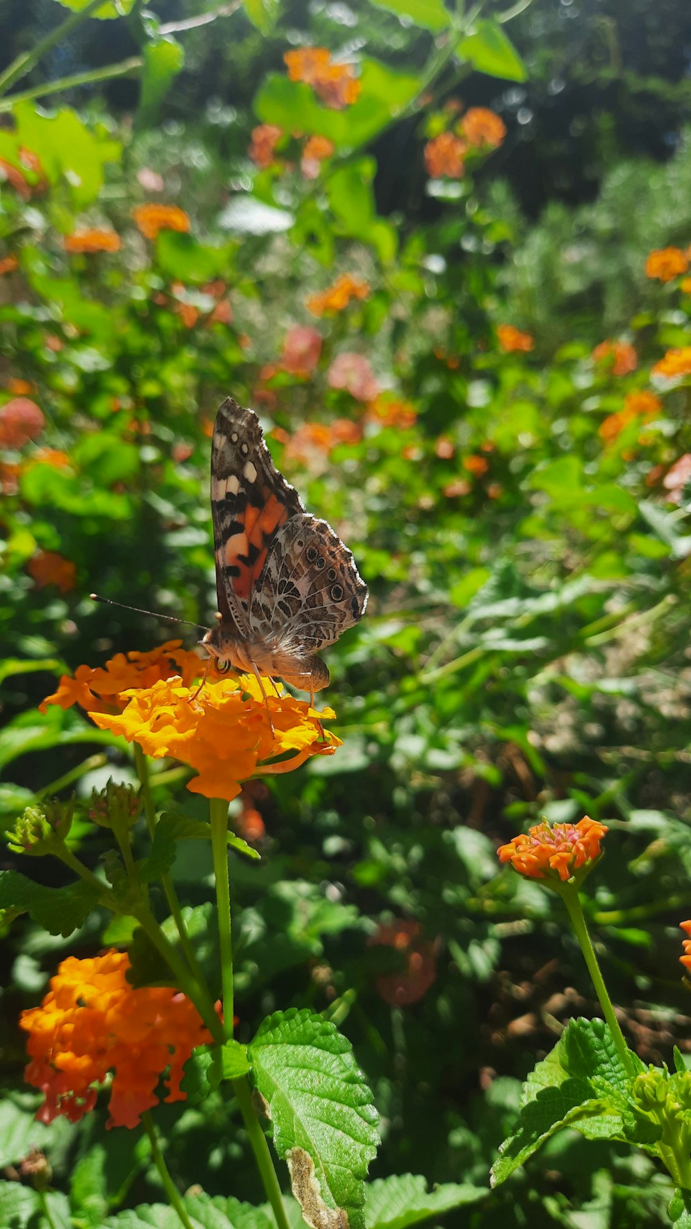 a butterfly sitting on top of a flower in a field