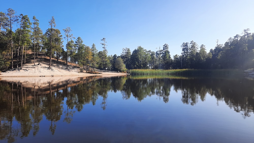 a body of water surrounded by trees on a sunny day