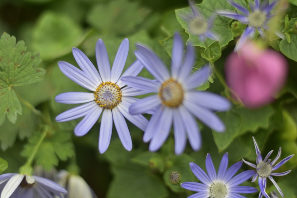 a group of blue flowers sitting next to each other