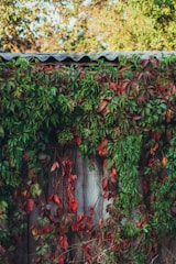 A metal roof covered with dense green and red ivy leaves, with a natural backdrop of trees. The scene gives an impression of an overgrown garden with a mix of colors from the changing leaves.