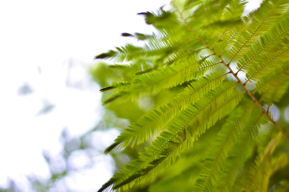 a close up of a green leaf on a tree