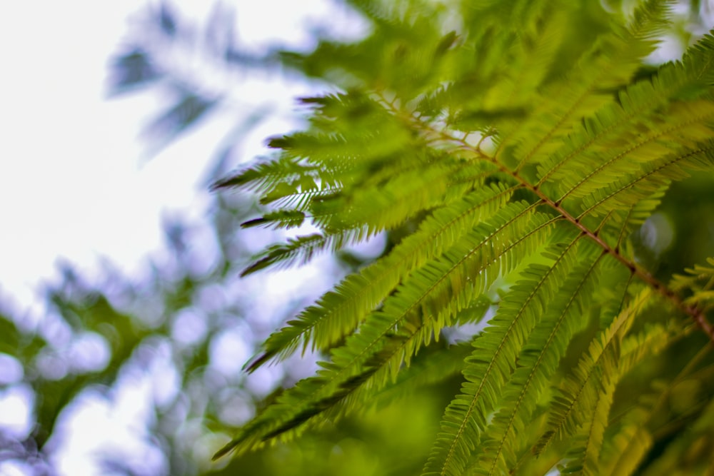 a close up of a green leafy tree