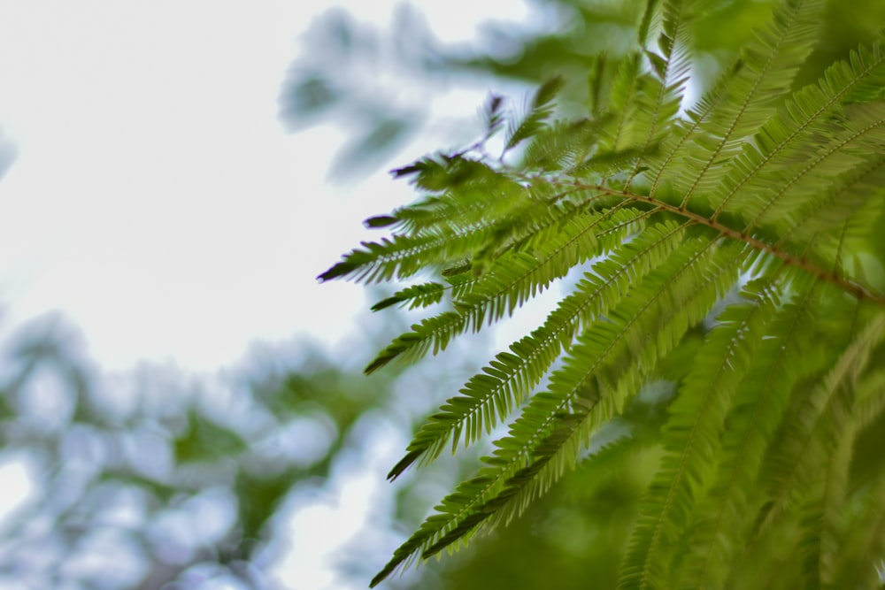 a close up of a green leafy tree