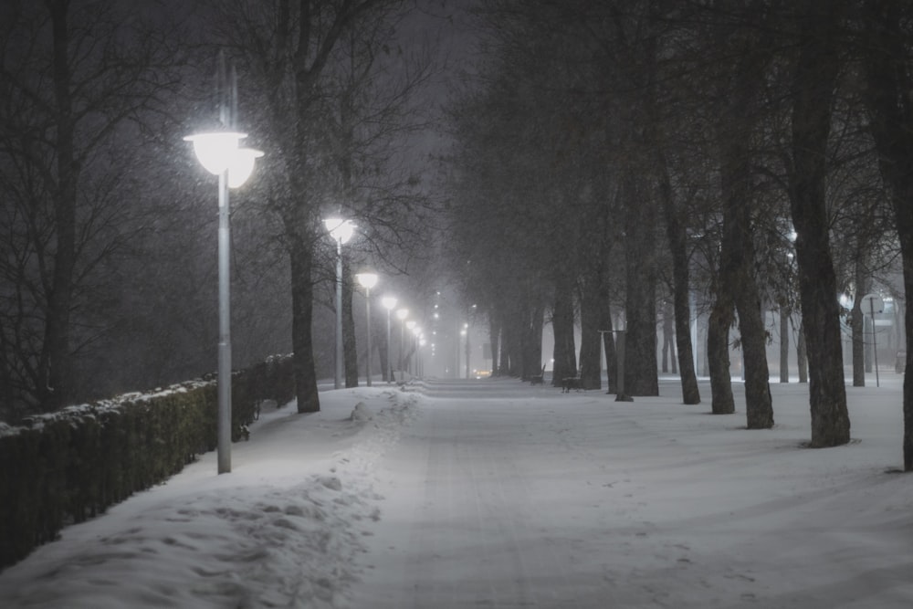 a snowy street with a row of trees and street lights