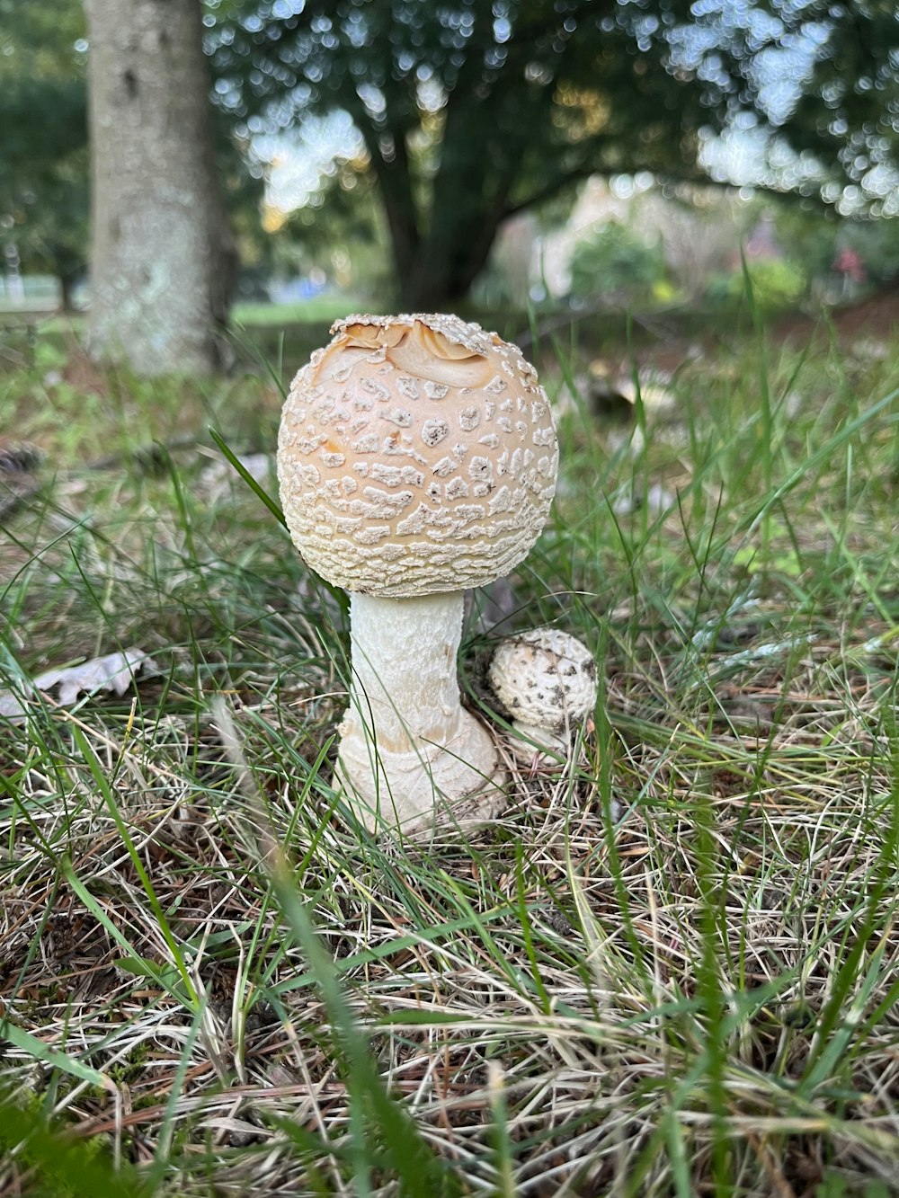 un hongo sentado en la hierba cerca de un árbol