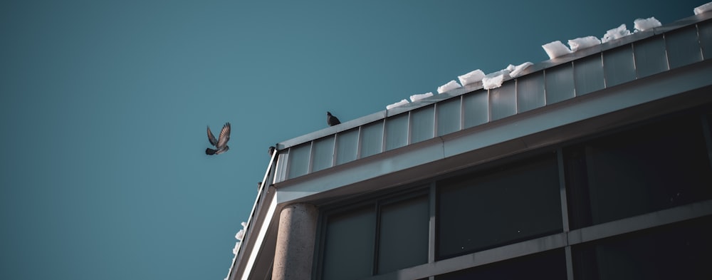 a flock of birds sitting on top of a building
