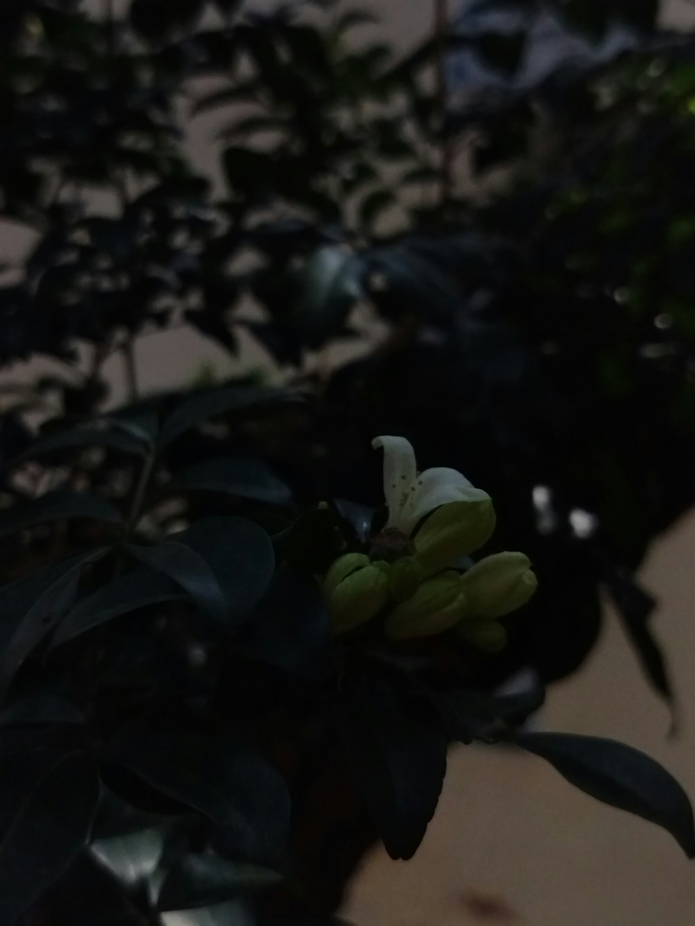 a bunch of bananas hanging from a tree