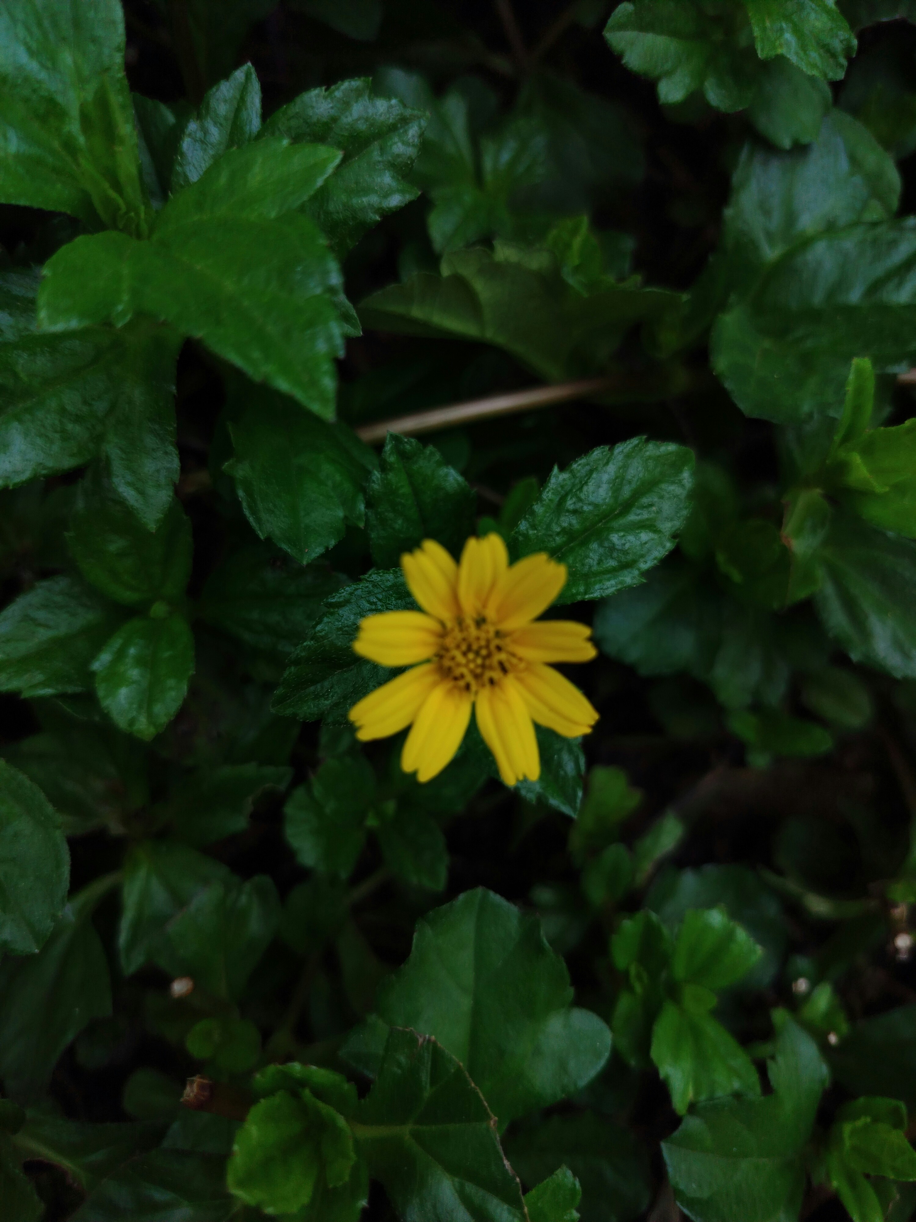 Photo by jaisri_4782